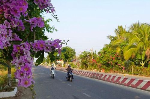 Khúc giao mùa của bằng lăng