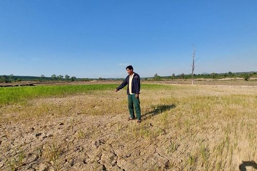 Gia Lai khẩn trương ứng phó với hạn cục bộ