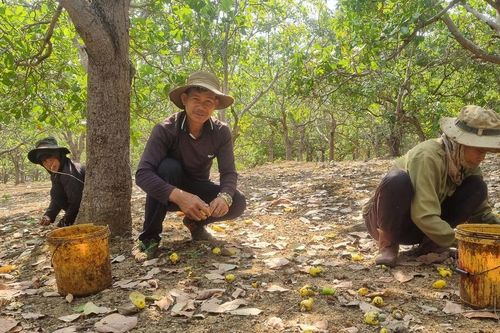 Người dân Ia Grai buồn rầu vì điều mất mùa, rớt giá