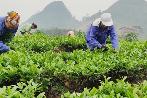 Nông dân Lào Cai thu hơn 24 tỷ đồng từ chè xuân