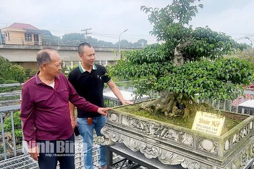 Triển lãm sinh vật cảnh với chủ đề 'Tinh hoa Cố đô'