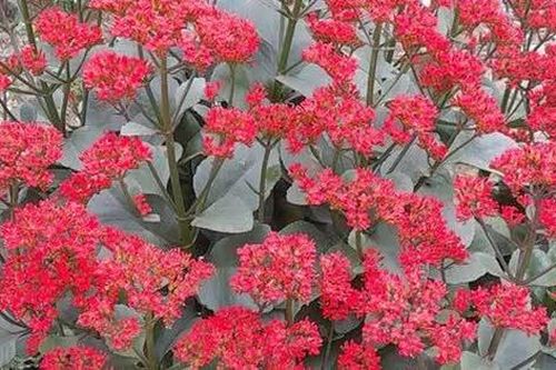 Éo le cuộc đời
