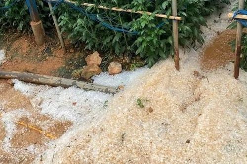 Sau Sơn La, Yên Bái, mưa đá lại 'tấn công' Lâm Đồng