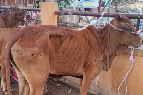 Bò cấp cho dân nghèo gầy yếu, chết: Lãnh đạo tỉnh Quảng Trị yêu cầu xử lý