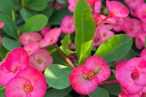 5 loại hoa đang dần bị đào thải, bạn có thể sẽ hối hận nếu trồng chúng trong nhà