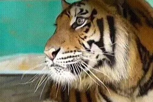 7 chú hổ được đưa từ Nghệ An vào Quảng Bình chăm sóc bây giờ ra sao?