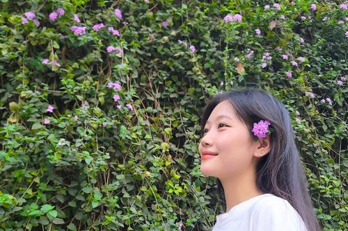Hoa ngũ sắc tím thu hút giới trẻ Hà Nội