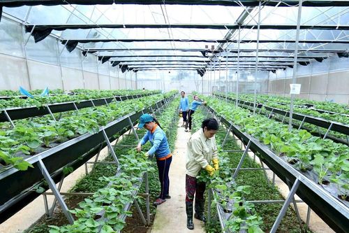 Xây dựng hợp tác xã hướng tới mục tiêu cộng đồng