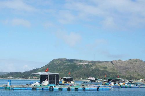 Chưa có tiêu chuẩn, quy chuẩn cho ngành nuôi biển tại Việt Nam