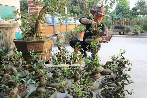 1 mẫu vườn trồng cây cảnh, ông Tuyên ở Thái Bình thu 300 triệu/năm
