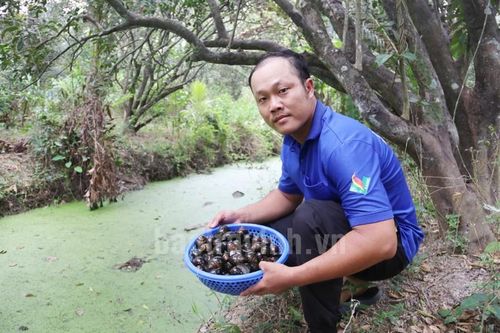Đào rãnh nuôi ốc đặc sản, anh nông dân bán 120.000 đồng/kg