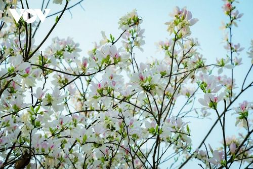 Hoa ban nở trắng núi rừng Điện Biên