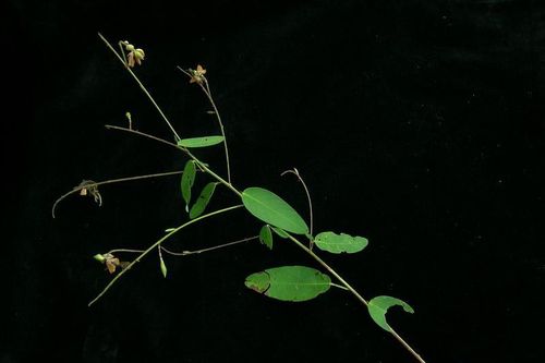 Loài cây đặc biệt ở Việt Nam cứ có nhạc là 'lắc lư'