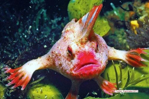Một lần nữa nhìn thấy cá có bàn tay màu hồng nguy cơ tuyệt chủng