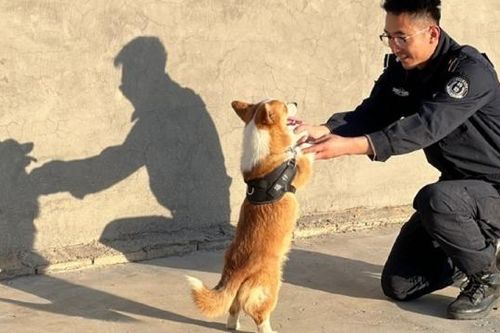 Chú chó 6 tháng tuổi, giống Corgi được huấn luyện làm cảnh sát dự bị