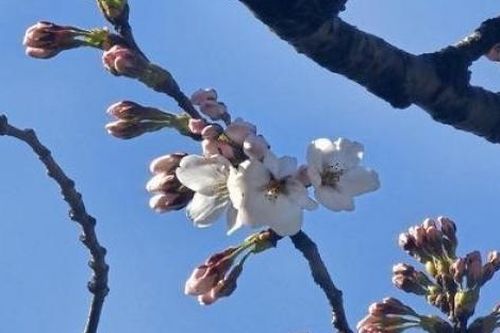 Hoa anh đào bắt đầu bung nở tại thủ đô Seoul, Hàn Quốc