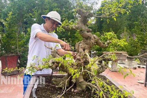 1.000 tác phẩm cây nghệ thuật, bonsai tại Triển lãm Sinh vật cảnh các tỉnh đồng bằng sông Hồng mở rộng năm 2024
