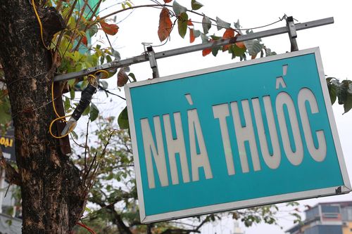 Muôn kiểu 'bức tử' cây xanh ở Hà Nội