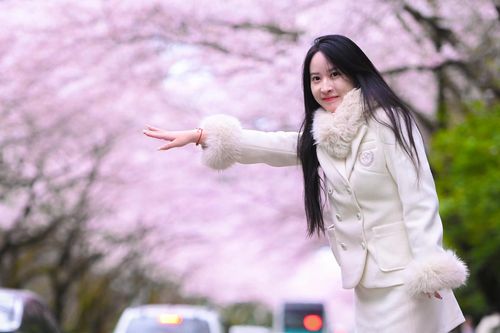 Đảo tình yêu nổi tiếng Hàn Quốc đẹp mê hoặc trong sắc hoa anh đào