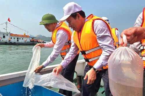 Hơn 1 triệu con giống thủy sản được thả tại vùng biển Cát Bà