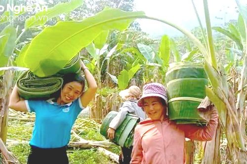 Thu nhập tốt từ chuyển đổi vườn rau thành vườn chuối