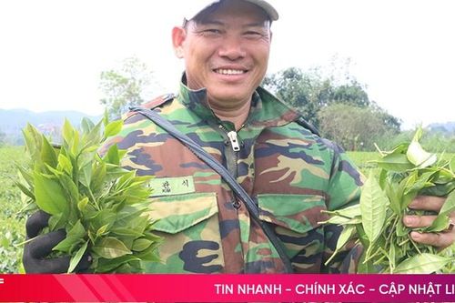 Chè Hương Sơn khẳng định vị thế cây chủ lực, rộng cửa vươn xa