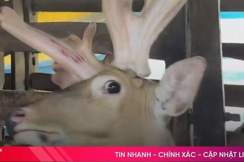 Cặp nhung hươu thế 'đa chồi, rộ lộc' nặng hơn 4kg ở Hà Tĩnh