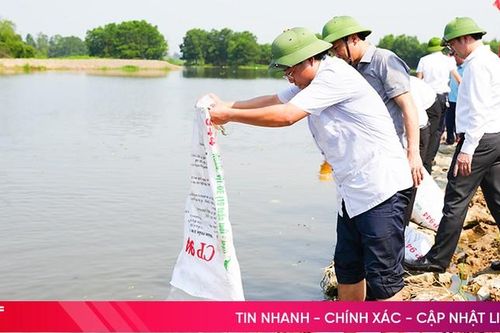 Các địa phương Hà Tĩnh thả cá giống tái tạo nguồn lợi thủy sản