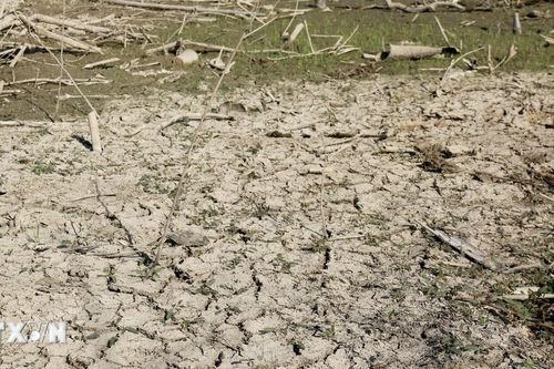 Bình Thuận: Hàng nghìn hecta đất nông nghiệp ở huyện Hàm Thuận Nam thiếu nước