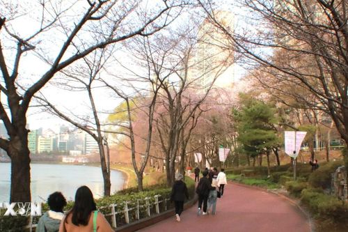 Hàn Quốc: Thủ đô Seoul chứng kiến những bông hoa anh đào đầu tiên bung nở
