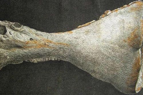 Phát hiện hóa thạch bọt biển nguyên vẹn có niên đại 540 triệu năm