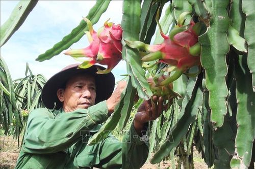 Giá thanh long duy trì ở mức cao trong mùa hạn mặn