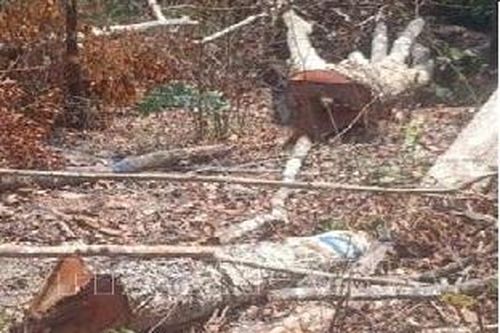 Phạt 162,5 triệu đồng, buộc đối tượng phá rừng phải trồng lại rừng