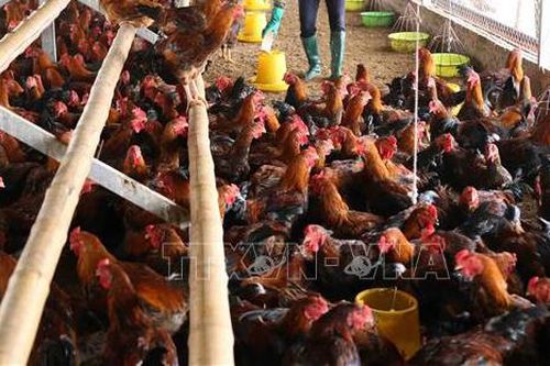 Hỗ trợ hộ chăn nuôi tiêm phòng vaccine cho đàn gia cầm