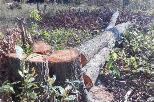 Làm rõ trách nhiệm cá nhân, tổ chức liên quan đến vụ gần 400 ha rừng bị suy giảm
