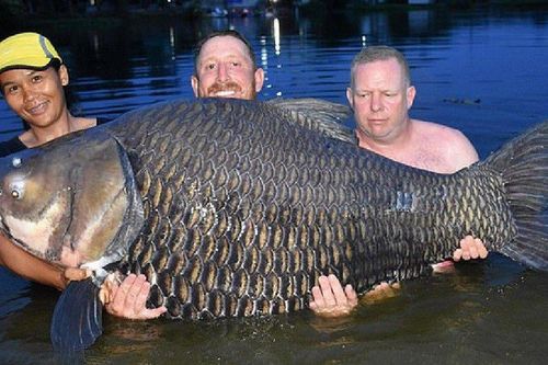 Người đàn ông câu được con cá chép khổng lồ nặng 105 kg