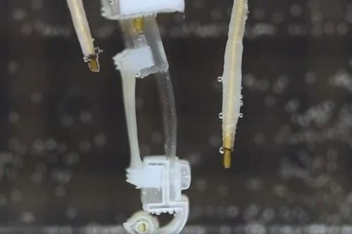 Nhật Bản chế tạo Robot với cơ bắp sống có khả năng đi bộ trong nước
