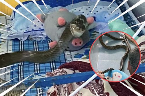 'Bé na' 2 mét đột nhập phòng trọ, chàng sinh viên bỏ chạy thục mạng