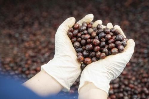 Nghịch lý giá cà phê như 'giá vàng'