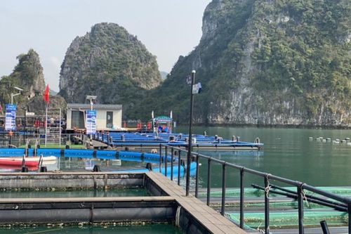 Nuôi biển: Khát vọng một nền kinh tế xanh bền vững