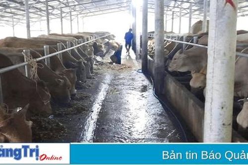 Cam Lộ: 39 hộ dân chăn nuôi trong khu vực không được phép