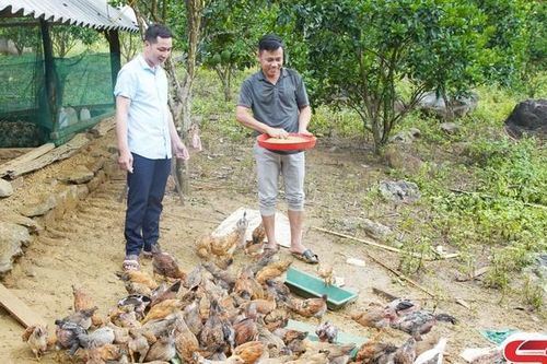 Chăm sóc, bảo vệ đàn gia cầm