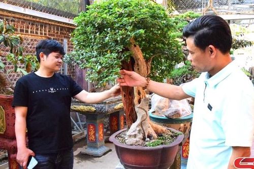 Thú chơi cây cảnh bonsai