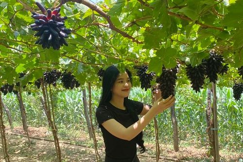 Trái ngọt trên vùng 'đất khát'