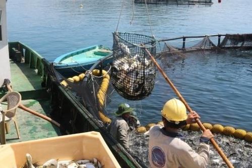 Việt Nam và Na Uy đều là nước có thế mạnh về xuất khẩu thủy sản