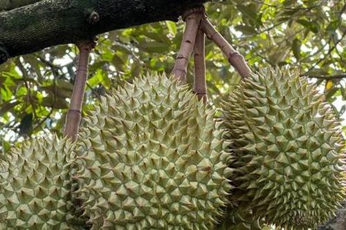 Bộ NN&PTNT thông tin nóng về 30 lô hàng bị cảnh báo nhiễm cadimi vượt ngưỡng tại Trung Quốc