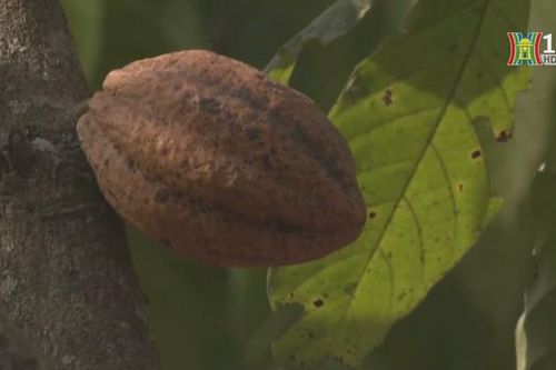 Khai thác vàng ở Ghana đe dọa diện tích đất trồng cacao