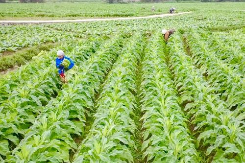 Nam Tuấn phát huy vai trò lãnh đạo trong xây dựng nông thôn mới nâng cao
