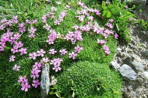 Loài hoa sống hơn 300 năm, có khả năng ở nơi 6 tháng không có mặt trời