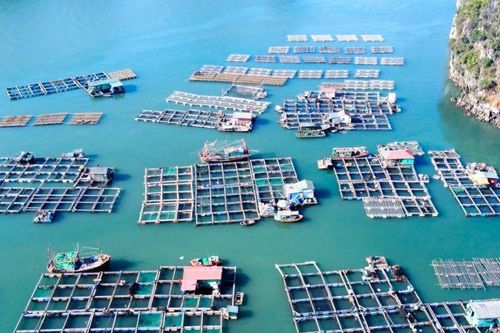 Tiềm năng khu nuôi biển còn bỏ ngỏ